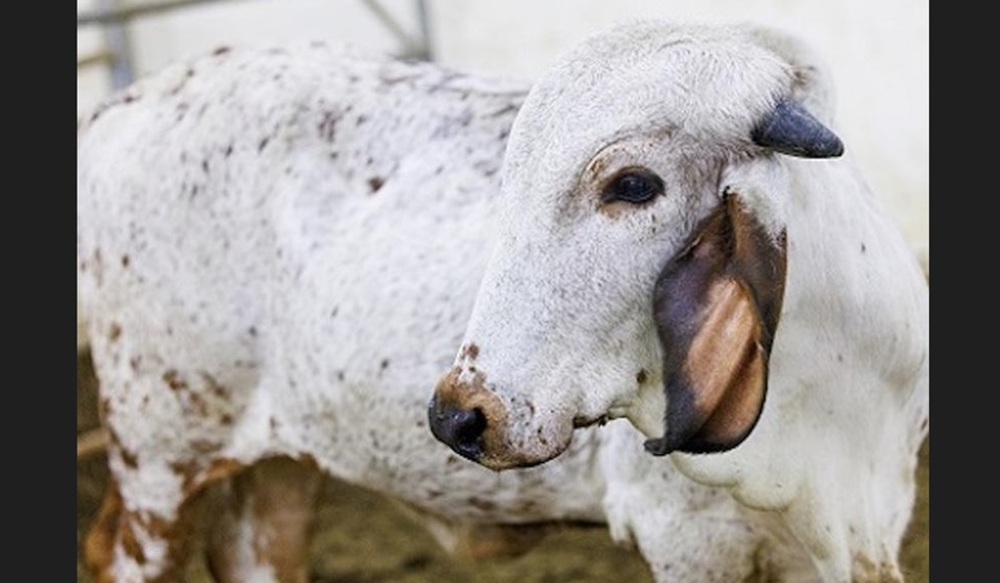 Con edición génica, crean un ternero resistente a la diarrea viral bovina