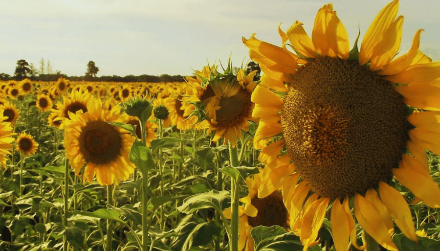 Un inicio de semestre brillante para el girasol: El mejor en 20 años