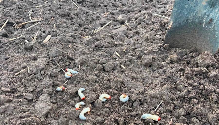 El otoño, momento de monitorear al gusano blanco: cómo identificar las especies perjudiciales