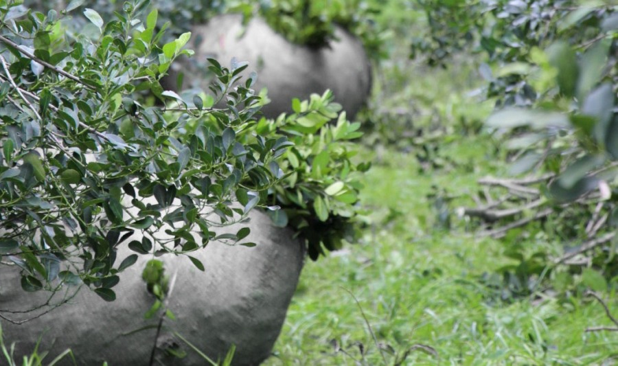 El INYM abrió convocatoria para el diseño de un prototipo funcional destinado a la extracción de raídos de yerba mate