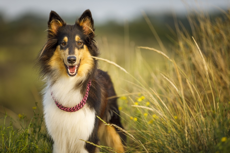 Las claves para el cuidado de la salud de los perros