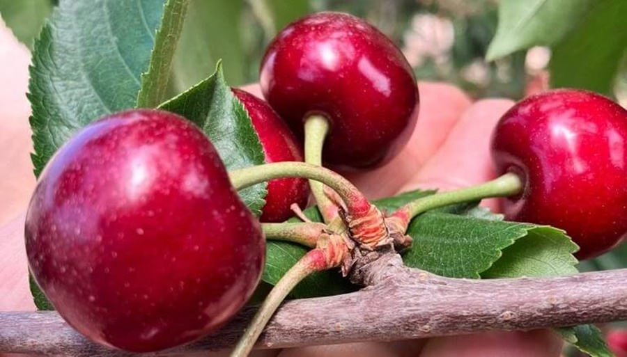 La cereza argentina es primicia mundial: Comenzó la cosecha temprana en Mendoza