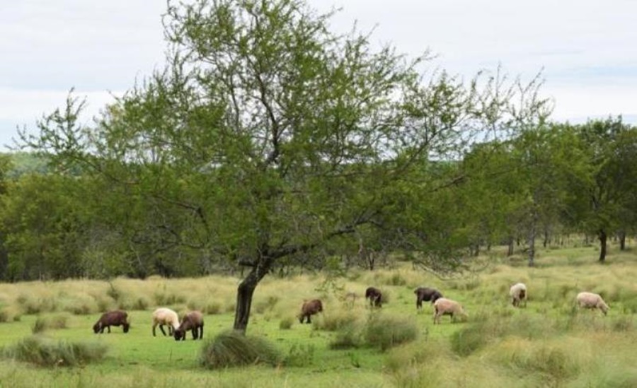 Lunes en Misiones: Continúa el ambiente estable, el predominio del sol, aumento de temperaturas desde media mañana y estará cálido por la tarde