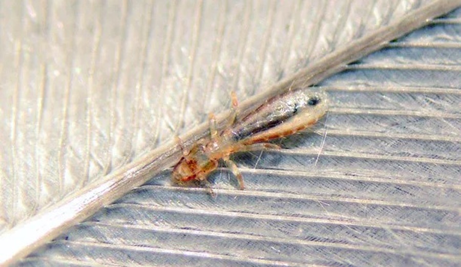 Qué son los bichitos negros que invadieron Buenos Aires