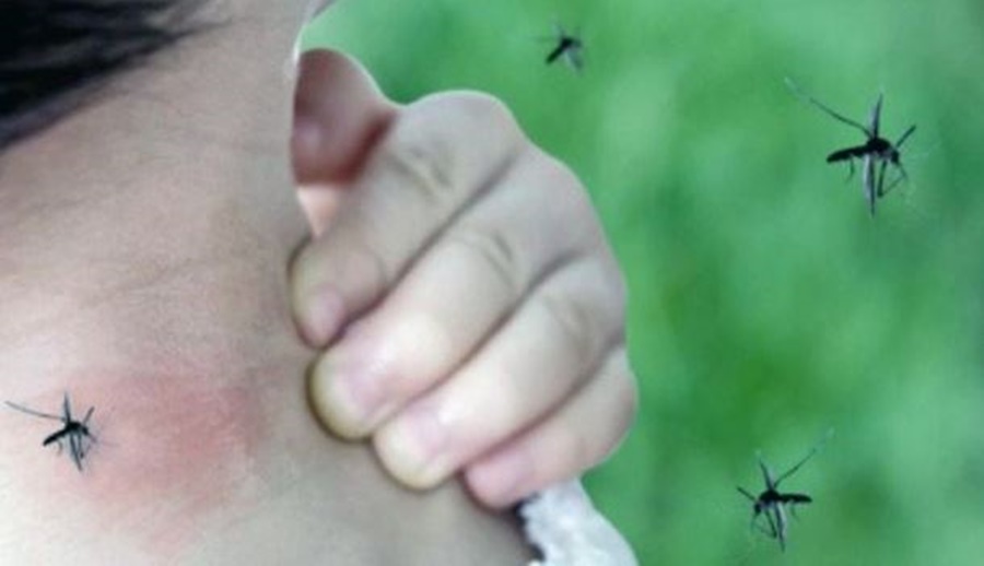 Los casos de Dengue subieron un 2500% en la Argentina: Los detalles de una investigadora del CONICET