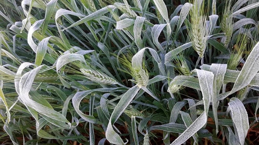 Descubren cómo las plantas regulan el crecimiento de los pelos radicales de las raíces a bajas temperaturas