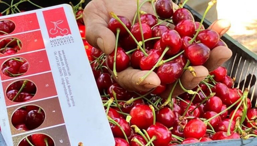 Mendoza comenzó la cosecha temprana de cereza y “primerea” en el mercado mundial