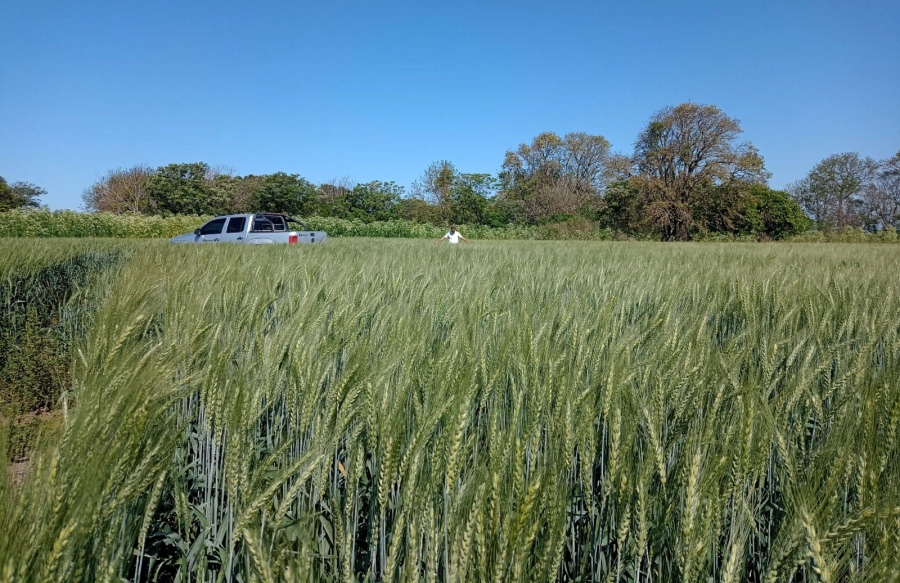 Un trigo de 53 quintales con muy poca agua, la experiencia Quiriko de un productor entrerriano