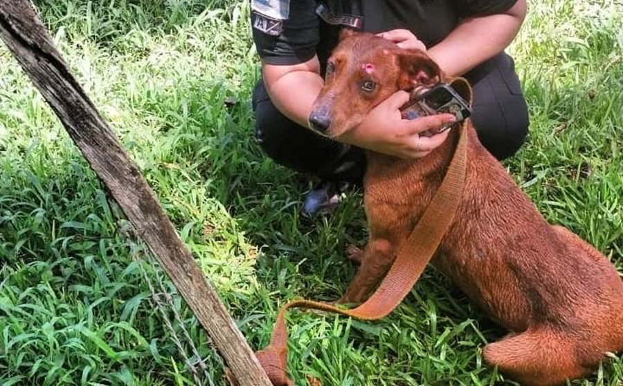 Tres perros atrapados en un incendio fueron rescatados por la Policía de Misiones