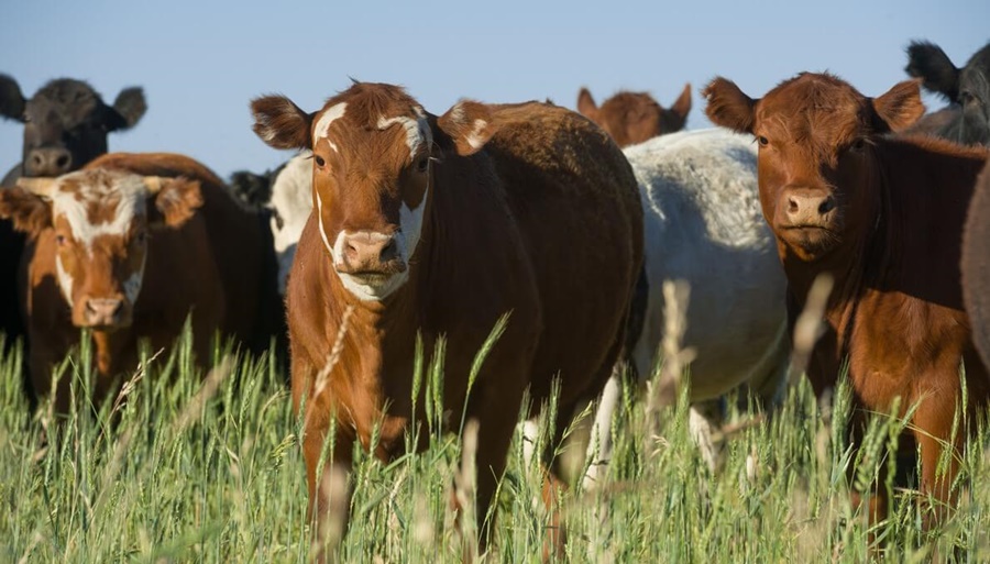 Preocupa la cantidad de vacas que se siguen mandando a faena: ¿Hay una liquidación como en 2008?