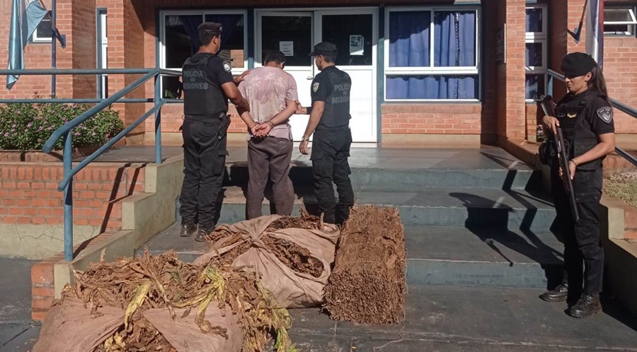 Misiones: Atraparon a un individuo y le secuestraron doscientos kilos de hojas de tabaco que minutos antes había sustraído de un galpón en la chacra de la localidad de 25 de Mayo