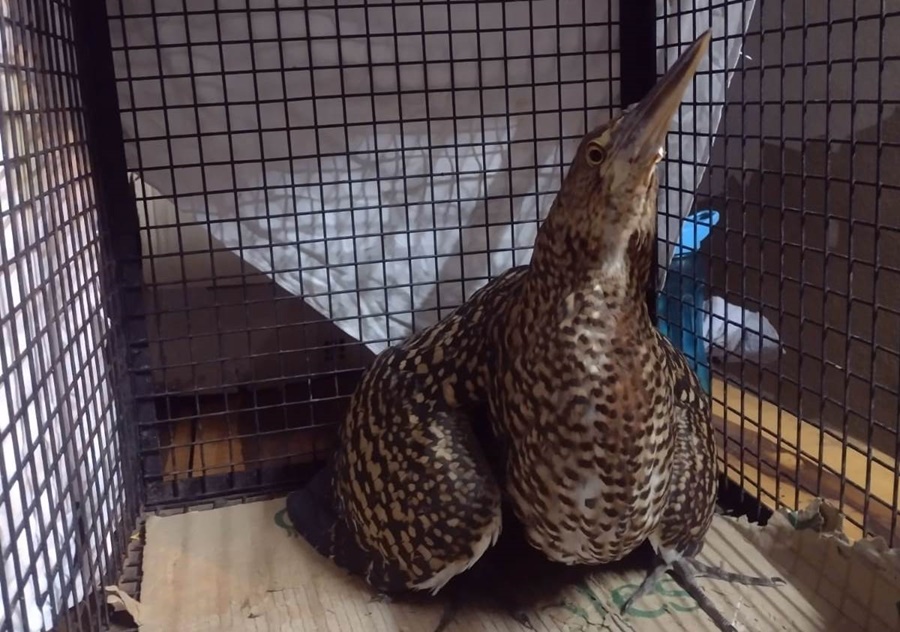 Policías rescataron animales silvestres en cautiverios y mascotas que se encontraban en peligro