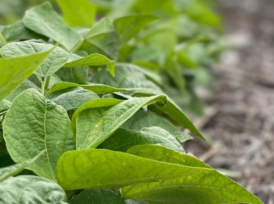 Porotos: Un ensayo revela que la fertilización incrementa hasta 775 kilos por hectárea