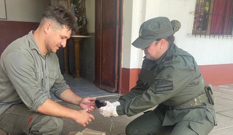 Rescate de ave silvestre