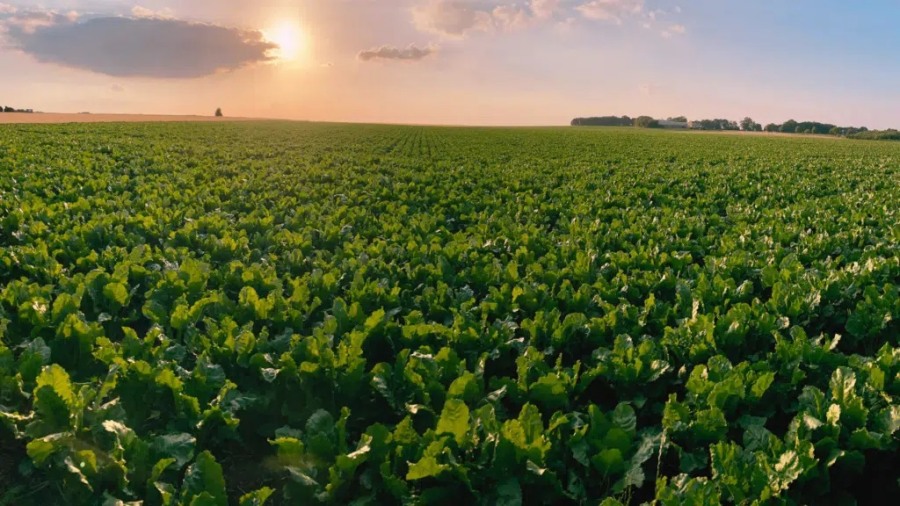 RAGT Semillas llegó a un acuerdo para la adquisición de Deleplanque, Strube y van Wavere