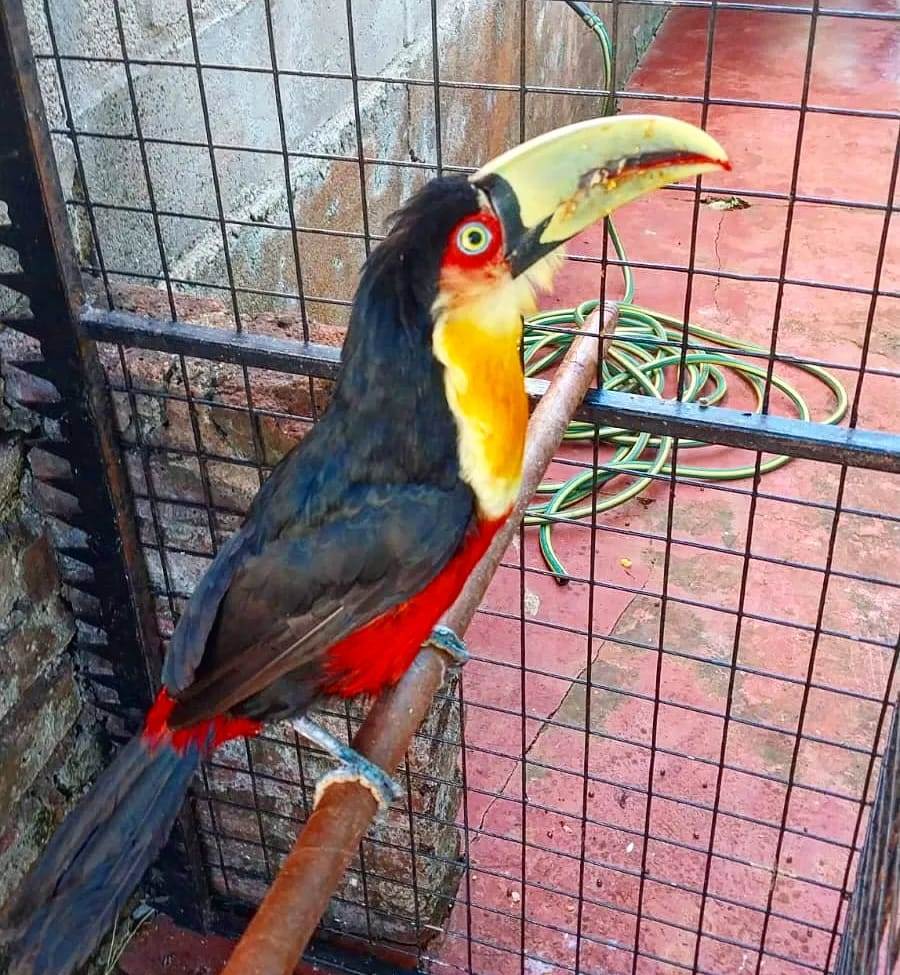 Vecinos requirieron a la Policía de Misiones para resguardar a un tucán bicolor en peligro de extinción