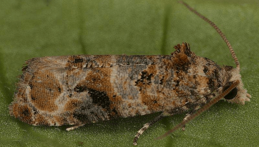Preocupación en Cuyo: Podrían faltar fondos para combatir la polilla de la vid