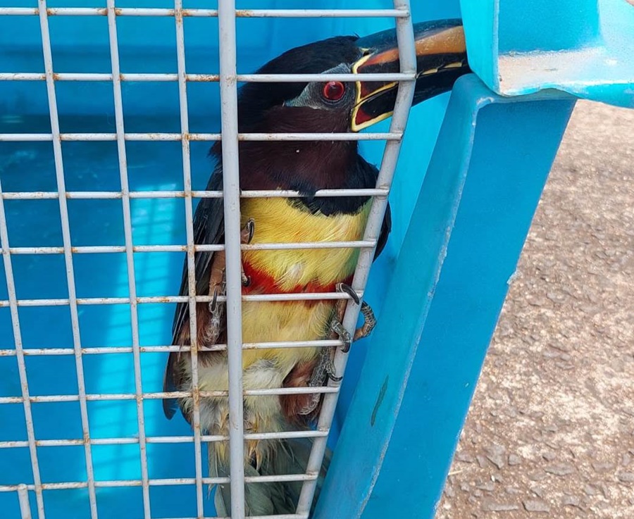 Rescate de ave silvestre herida, a cargo de Integrantes de Gendarmería Nacional en Oberá