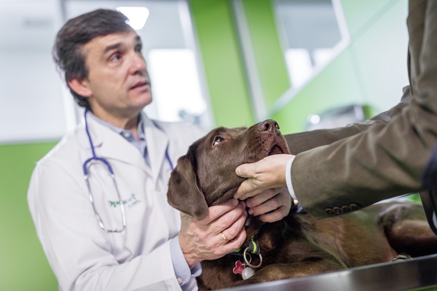 Dengue: ¿Puede afectar a los perros?