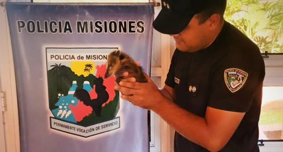 Rescataron a dos animales silvestres y los liberaron en su hábitat natural