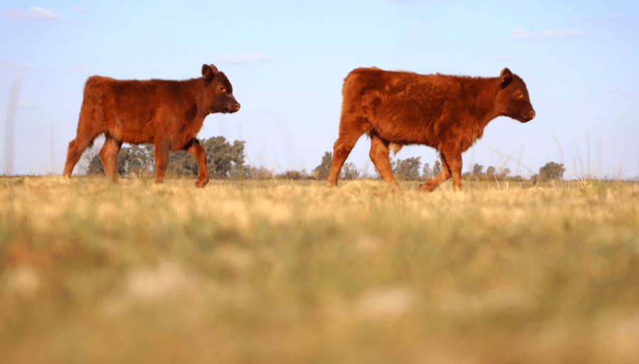 El Gobierno Nacional derogó un Decreto de 1973 y Argentina volverá a exportar ganado vacuno en pie para faena