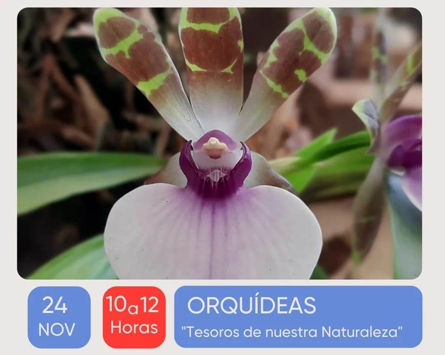 Apóstoles: Taller, Orquídeas “Tesoros de Nuestra Naturaleza”