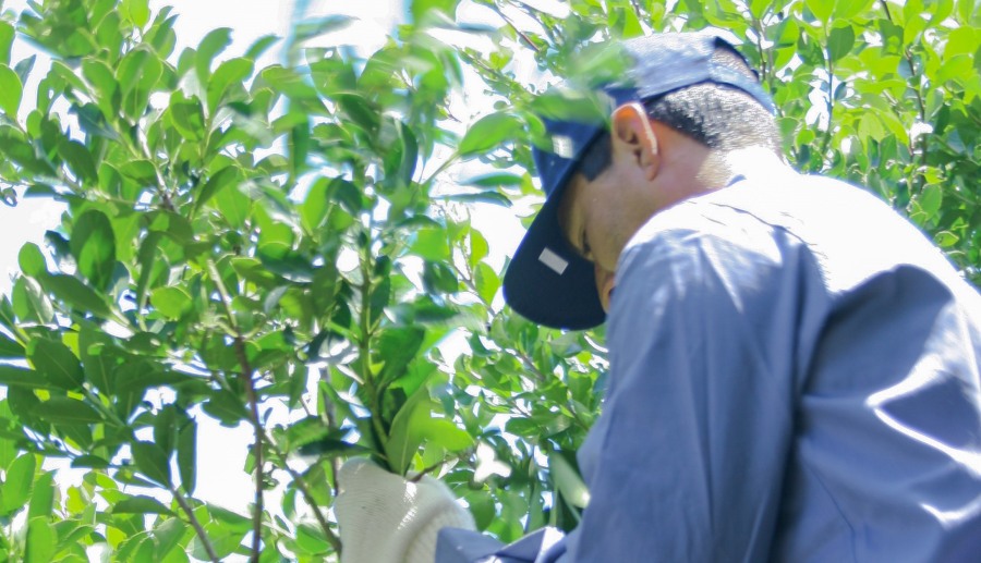 El Convenio de Corresponsabilidad Gremial cumple una década como herramienta que beneficia a toda la cadena yerbatera