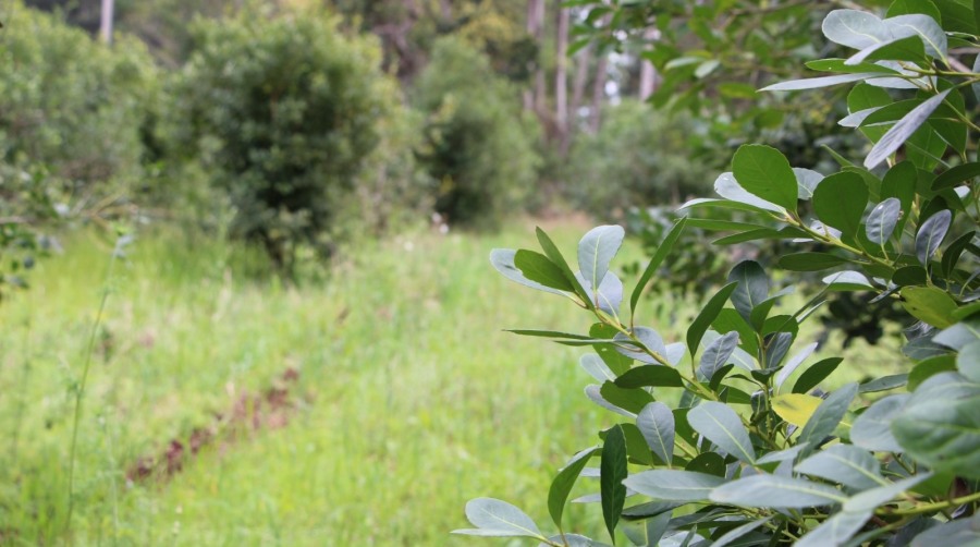 Se prorrogó la inscripción al Registro de Entidades y Asociaciones Privadas para la elección de Directores del INYM