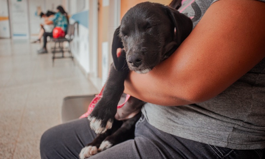 Atención veterinaria esencial en los barrios posadeños