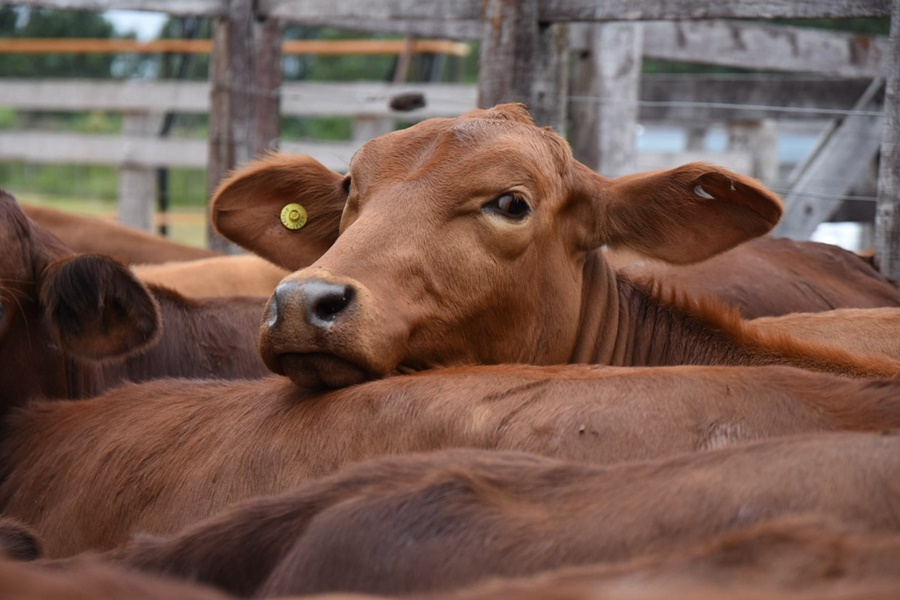 Misiones: Se realizó la Fiesta Provincial del Ternero en Montecarlo con gran participación de productores en la expo agrícola, comercial y ganadera