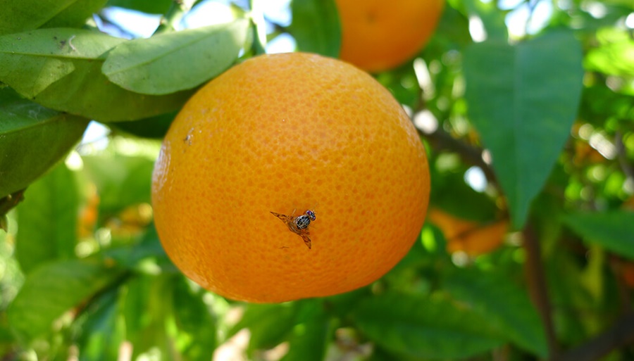 Declaran la alerta fitosanitaria por mosca de los frutos en zonas de Corrientes y Entre Ríos