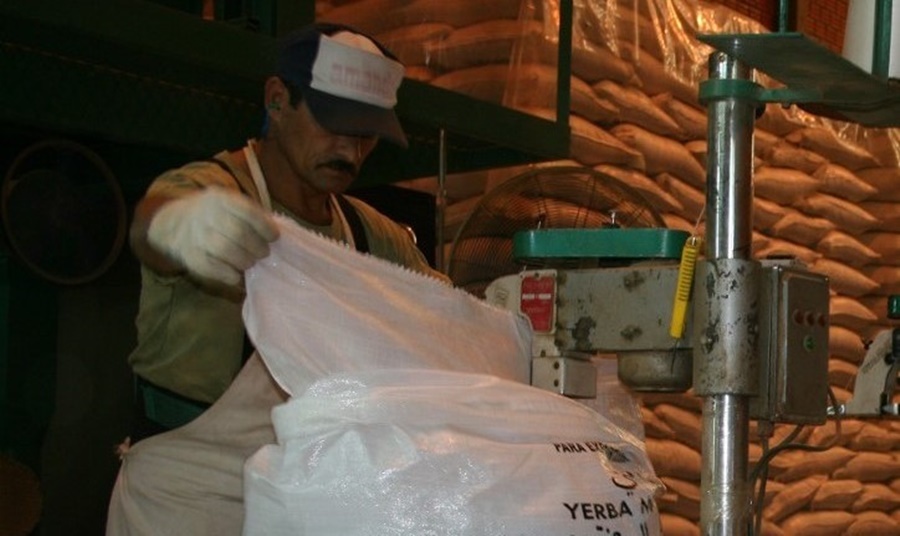 Yerba mate: El consumo interno y las exportaciones superaron los 29 millones de kilos durante Marzo