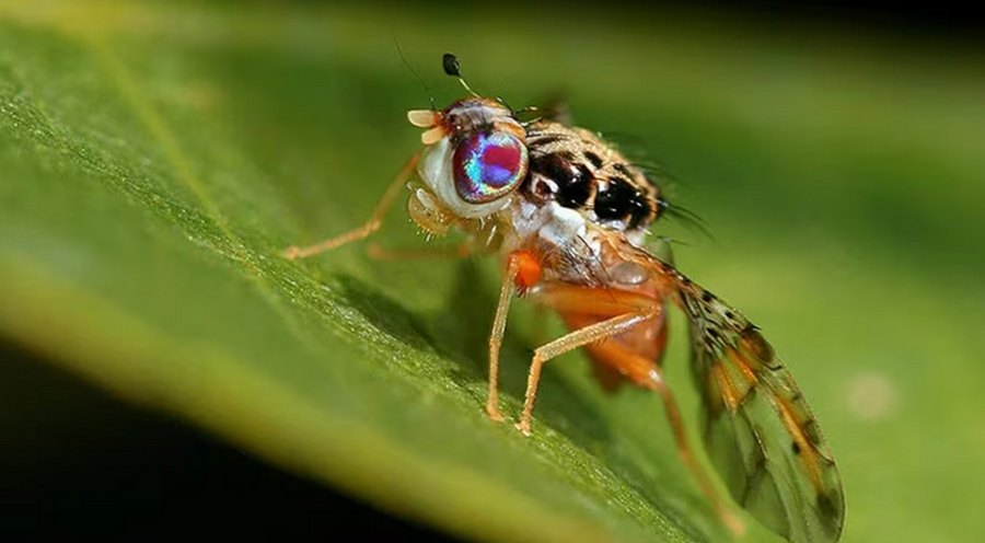 La contaminación atmosférica puede reducir la supervivencia de insectos esenciales, alertó un estudio