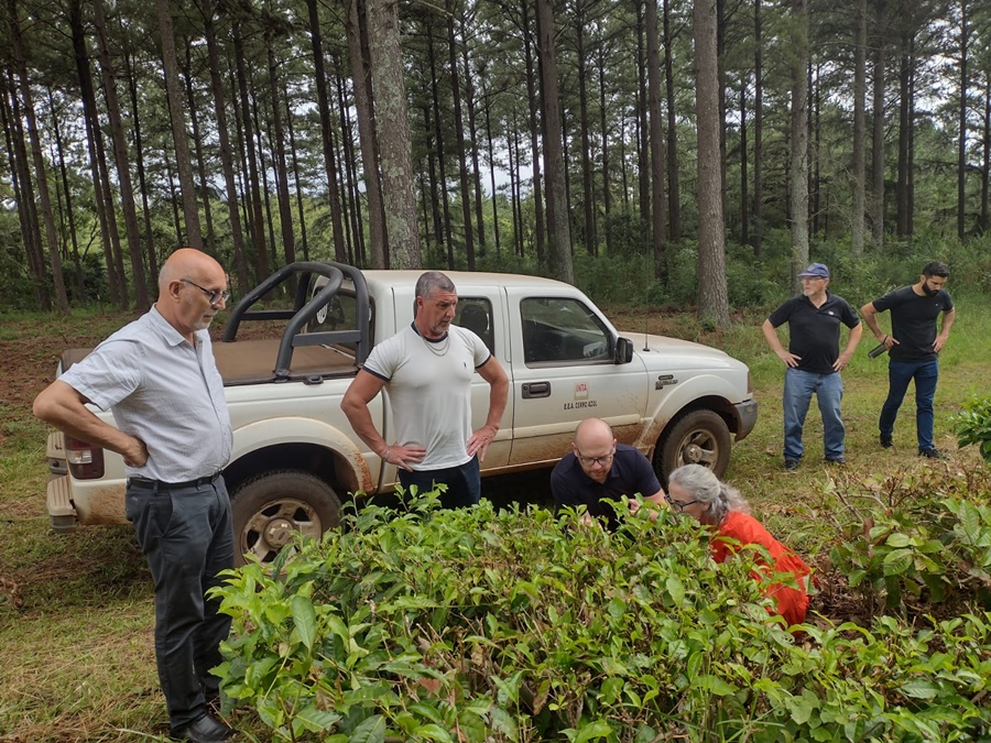 Oportunidades internacionales para el té misionero