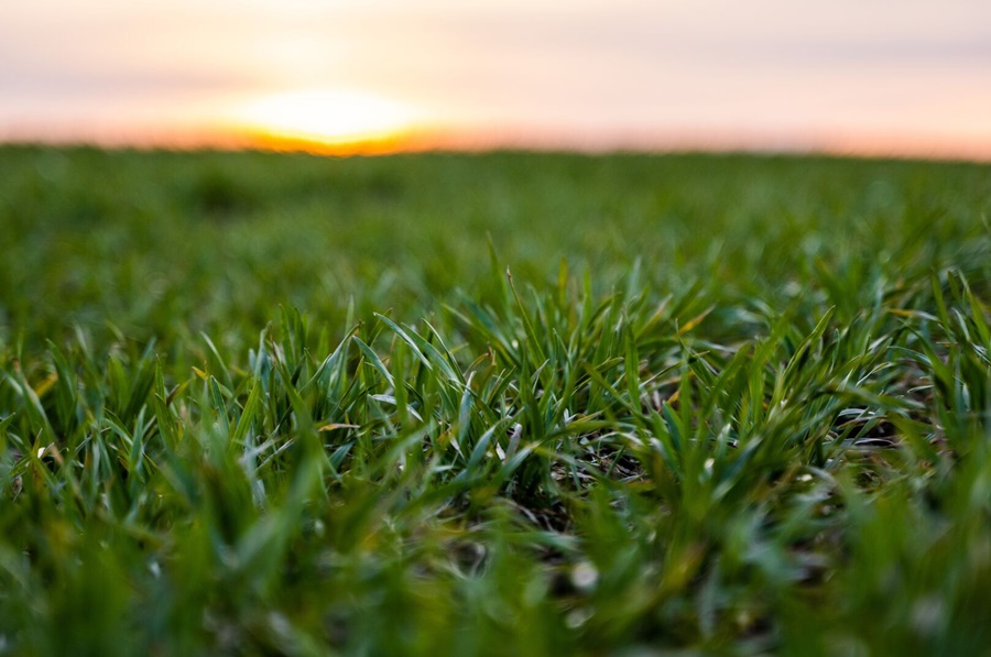 RAGT compra el programa de mejoramiento genético de trigo de Basf, situado en Australia