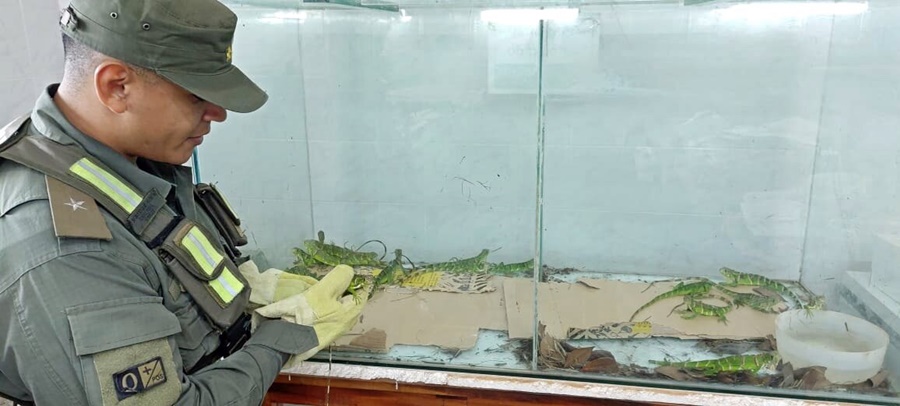 Animales exóticos se encontraban ocultos en una caja de cartón dentro de un ómnibus, los especímenes son endémicos de la selva amazónica, por lo que habrían sido traídos en forma ilegal desde el Brasil