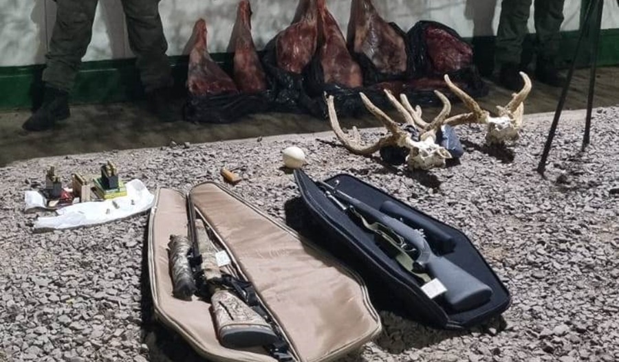 Gendarmería Nacional interceptó un vehículo que trasportaba armas y faena ilegal