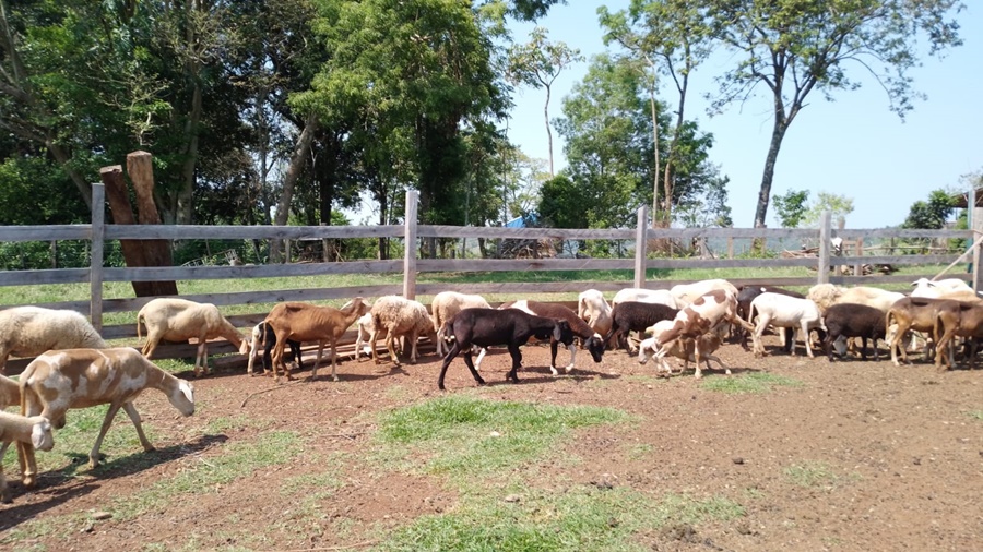 Fortalecen la producción ovina en la zona norte de la provincia de Misiones