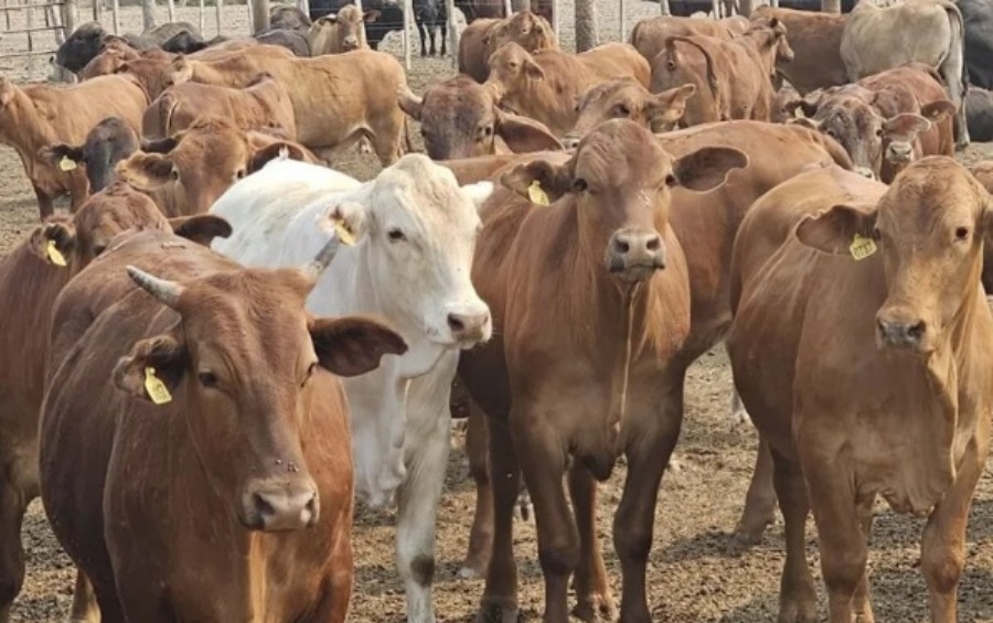 Ganaderos de Córdoba buscan recrear un modelo exitoso de Paraguay: En 5 años, aumentó 50% la producción