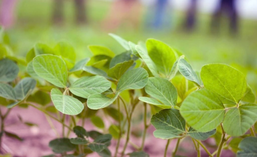 Bioestimulantes de calidad japonesa desembarcan en Argentina