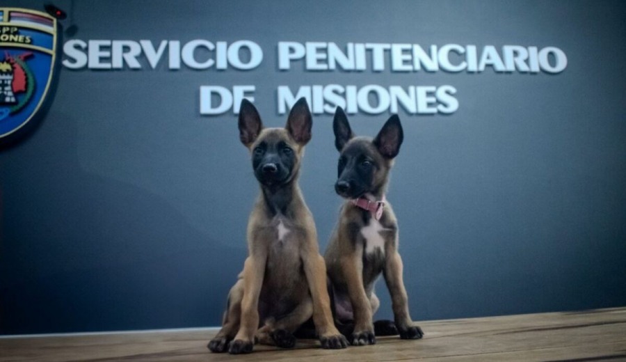 Kira y Max, son los dos nuevos integrantes de la sección canes K9 del Servicio Penitenciario Provincial