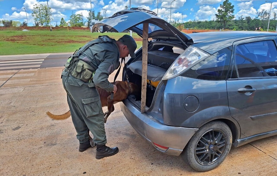 Gracias al can “Uno”, Gendarmería Nacional secuestró marihuana oculta, el estupefaciente se encontraba disimulado dentro de una rueda de auxilio