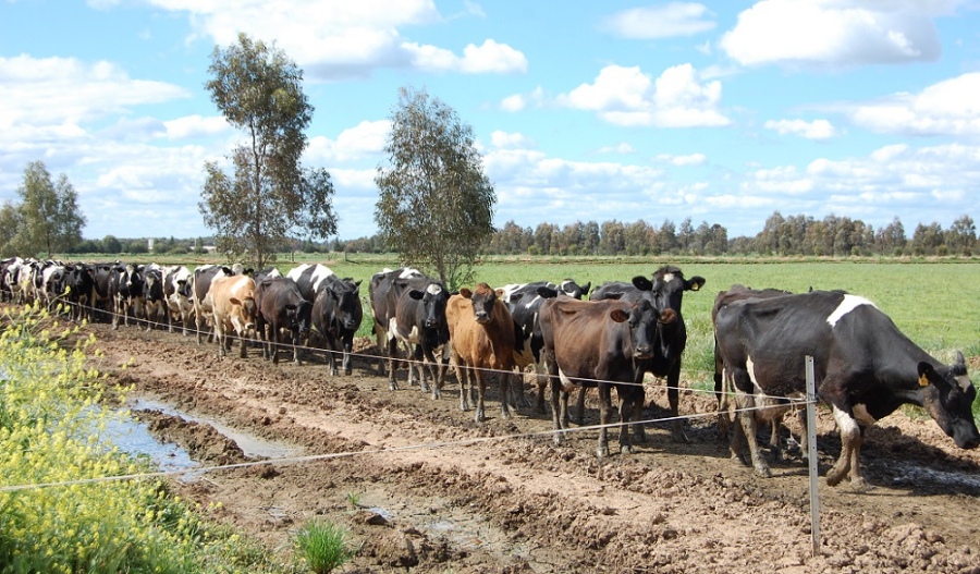 Evolución de la producción mundial de leche: Sorprende el crecimiento de Australia