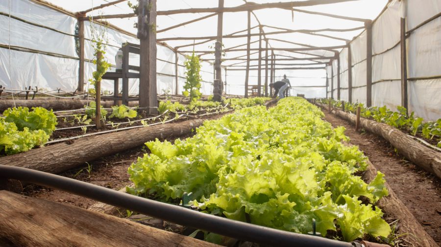 Autoabastecimiento carcelario: Internos siembran y cosechan verduras en el Complejo Penitenciario N° 1 de Loreto