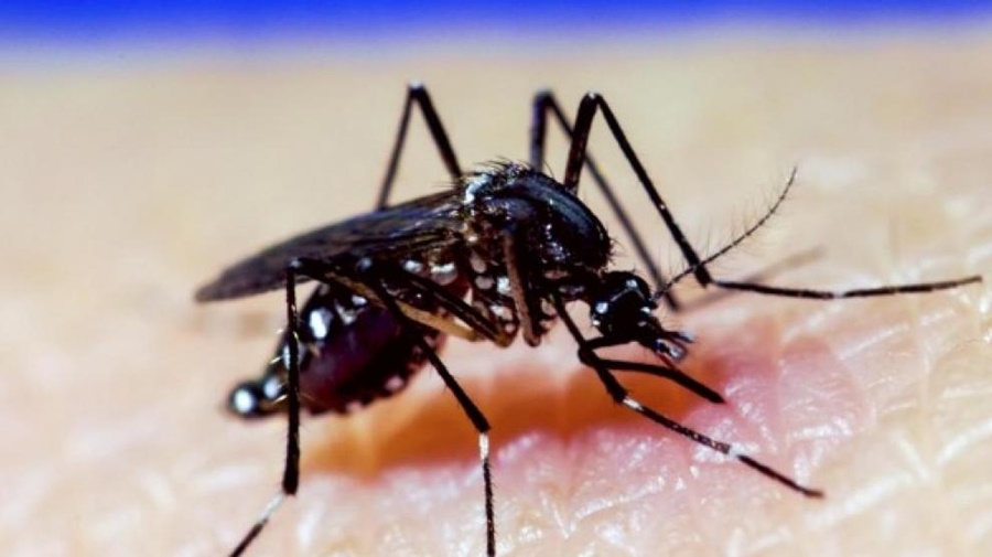 Dengue: Diferencias entre primera y segunda infección, y qué hacer ante la aparición de síntomas