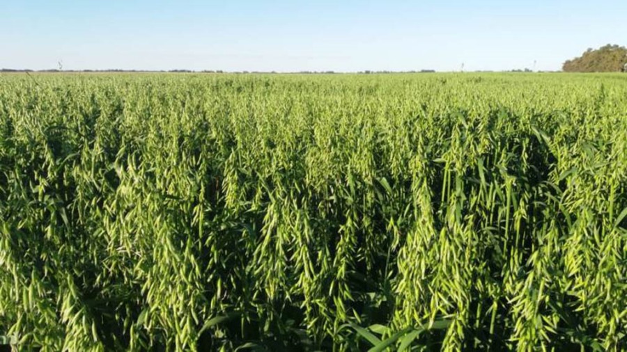 Desarrollan una nueva avena adaptable a diferentes ambientes productivos