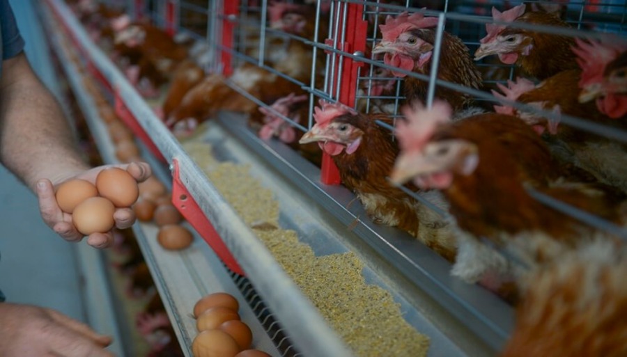 El huevo crece en todos los frentes: Despegue en exportaciones y mayor consumo interno