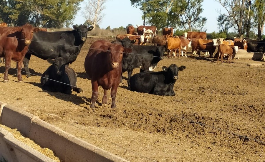 Probióticos: Insumos clave para una ganadería más eficiente