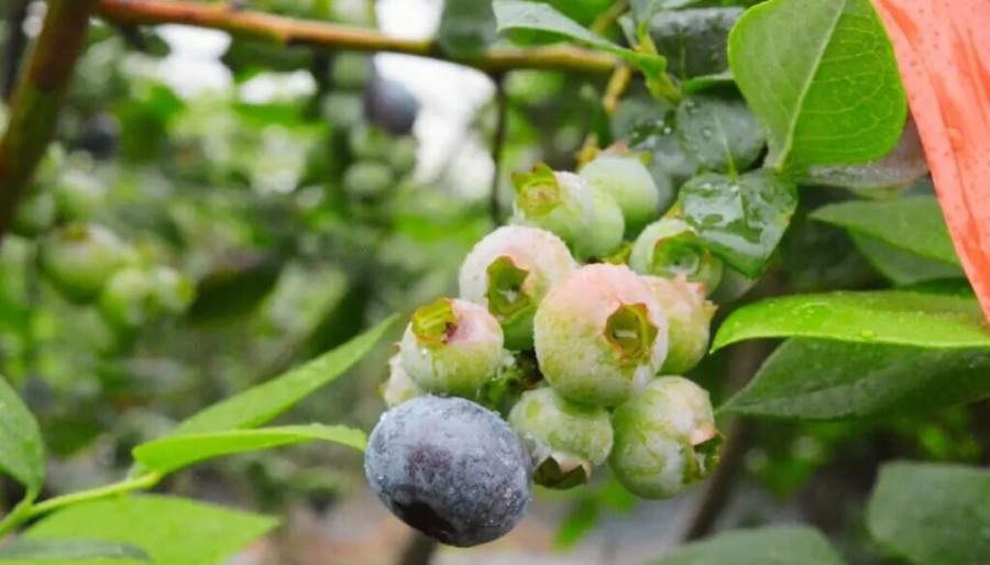 Arándanos: Una investigación pone el foco en el uso de biorreguladores