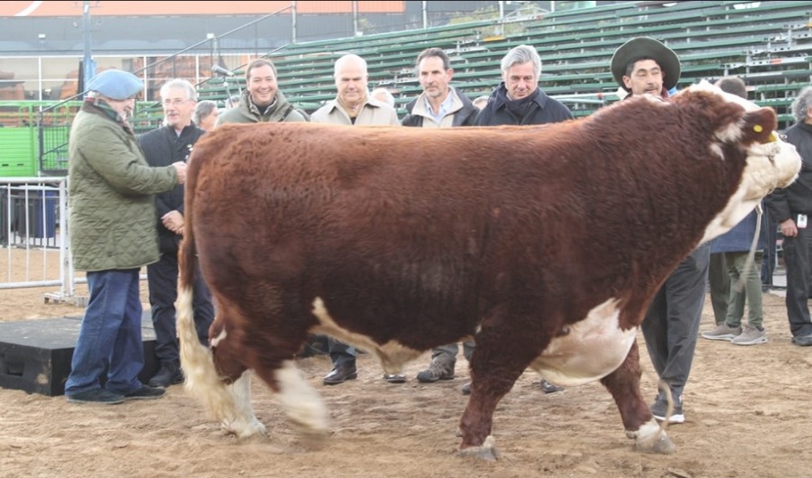 Un Hereford "Místico" fue el primer animal en ingresar a La Rural de Palermo